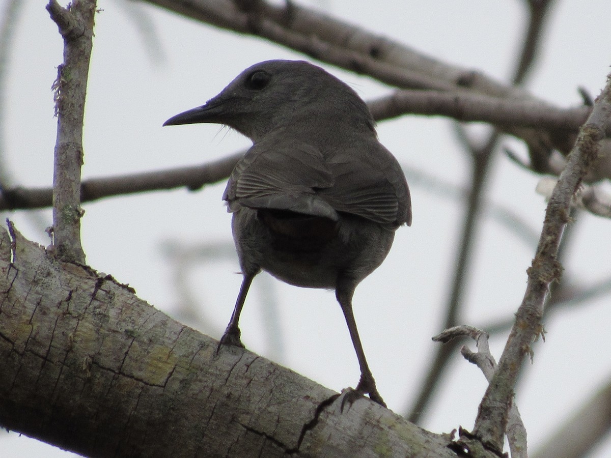 Gray Catbird - ML644760279