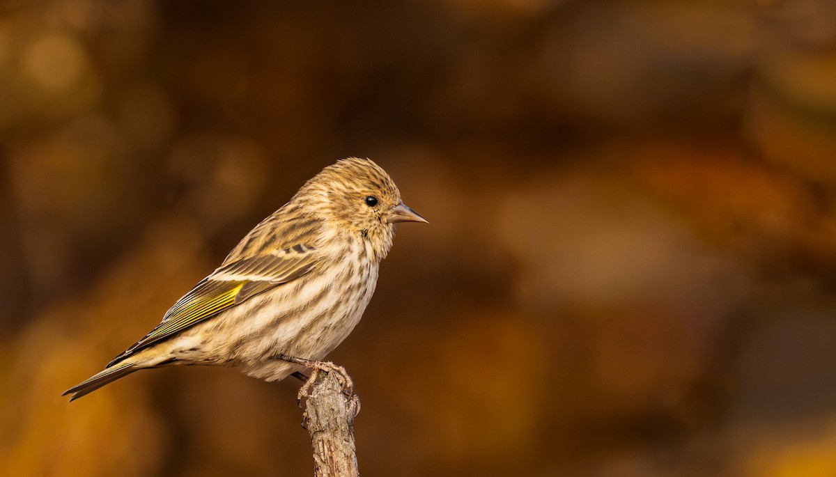 stripesisik - ML644760306