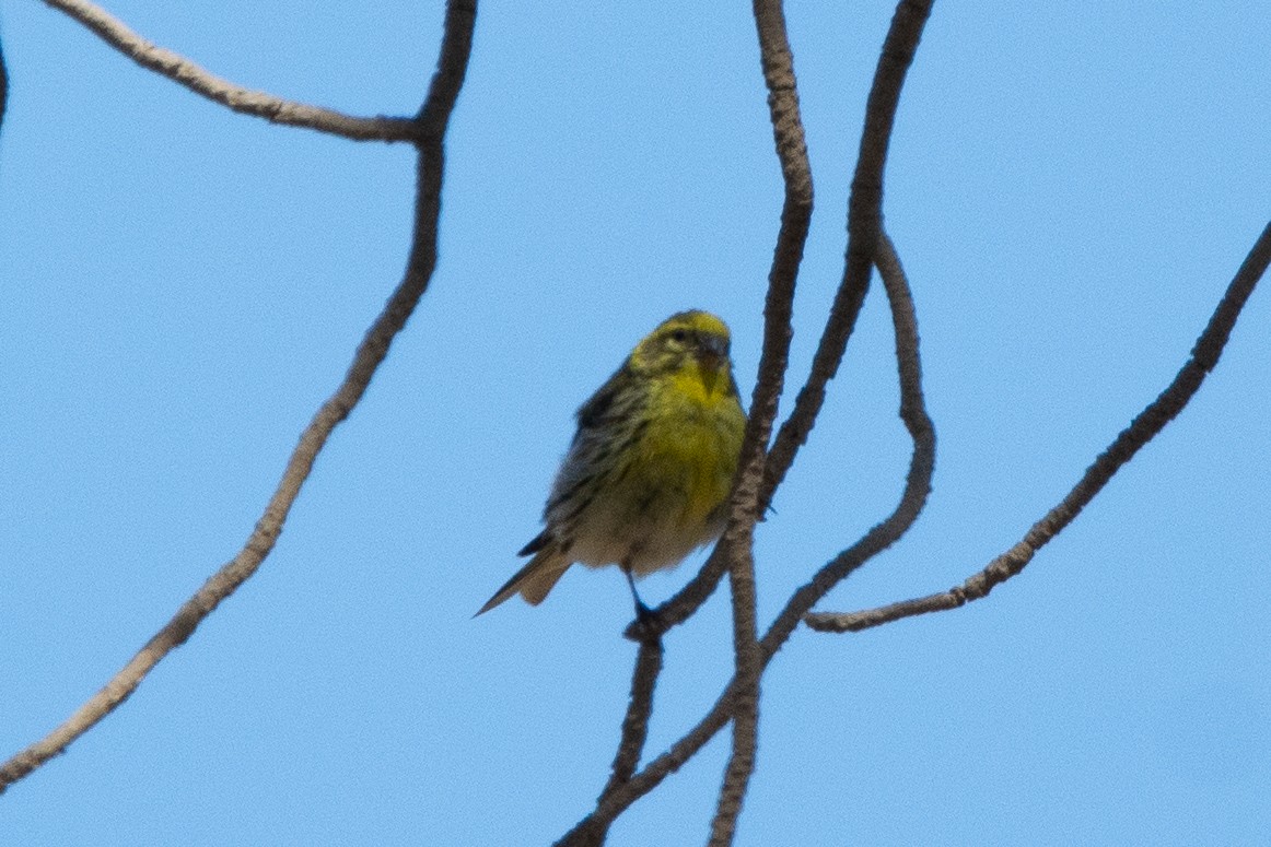 European Serin - ML644760307