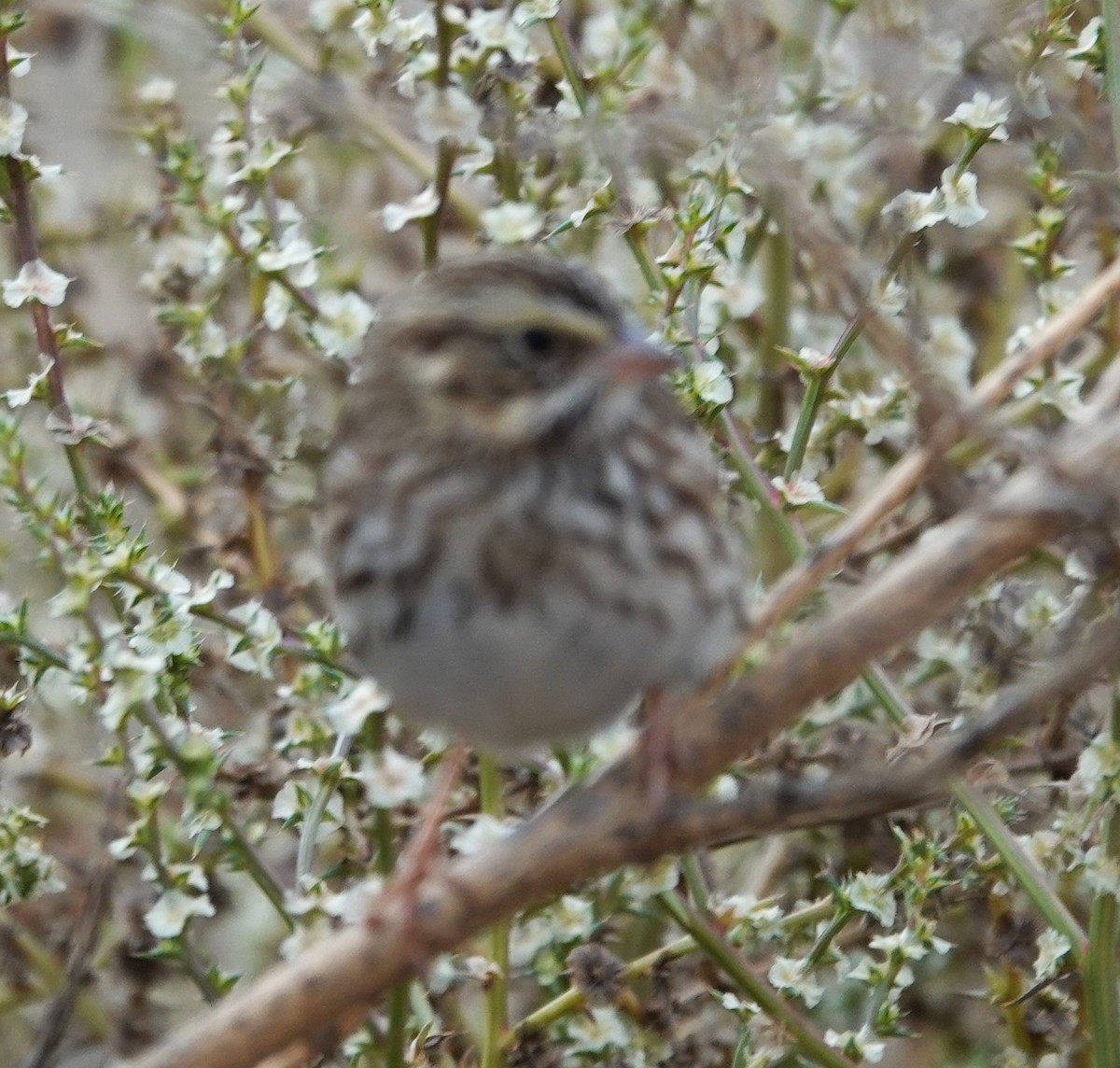 Chingolo Sabanero (grupo sandwichensis) - ML644760308