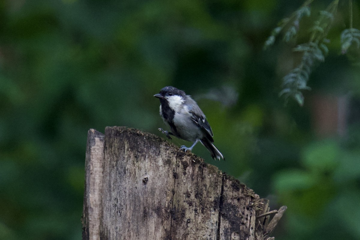 Asian Tit (Cinereous) - ML644760318