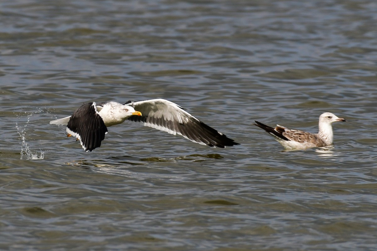 Kara Sırtlı Martı (fuscus) - ML644760326