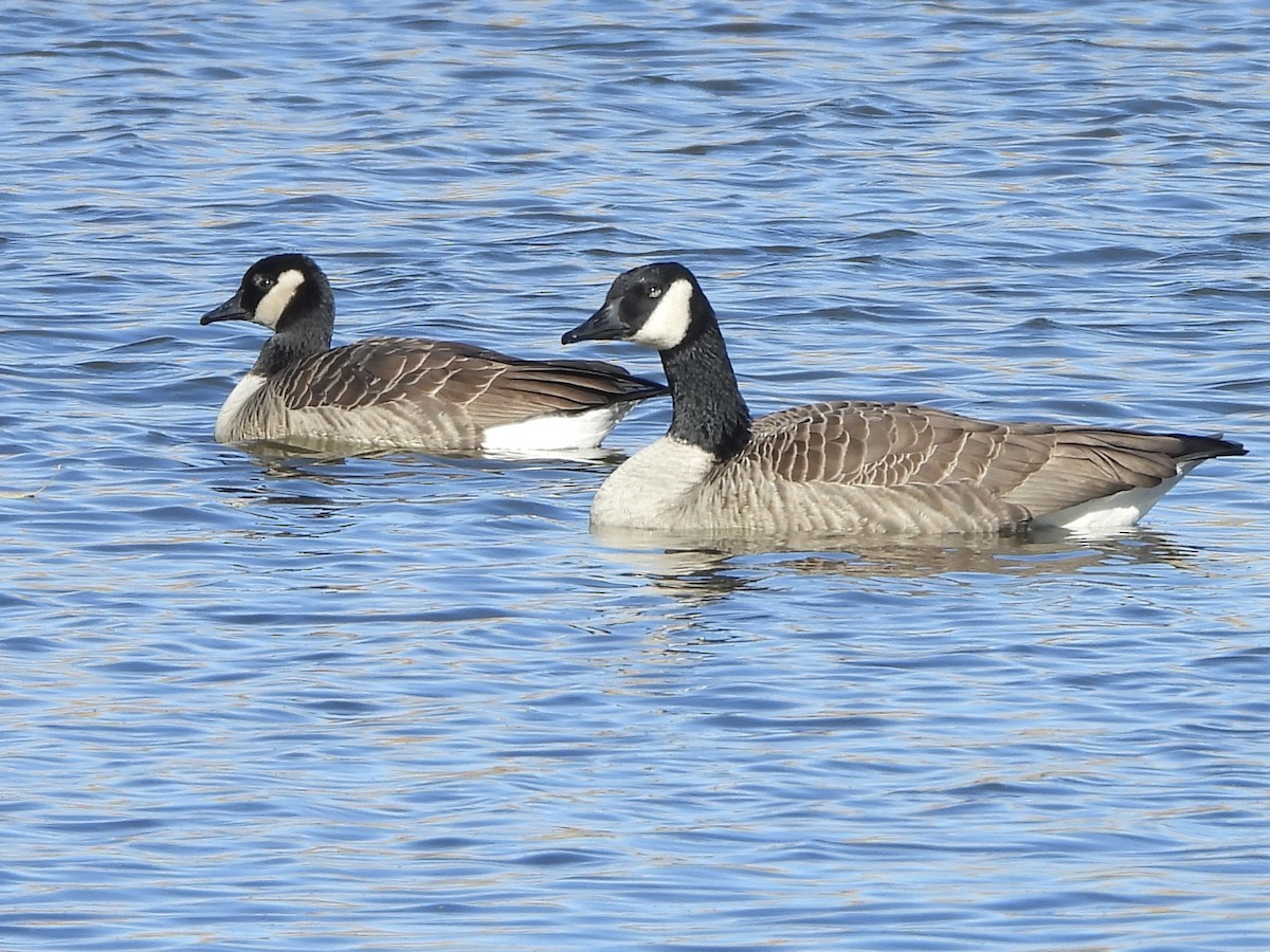 Cackling Goose - ML644760333