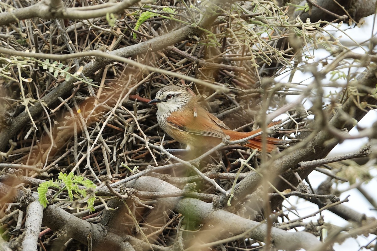 Necklaced Spinetail - ML644760337