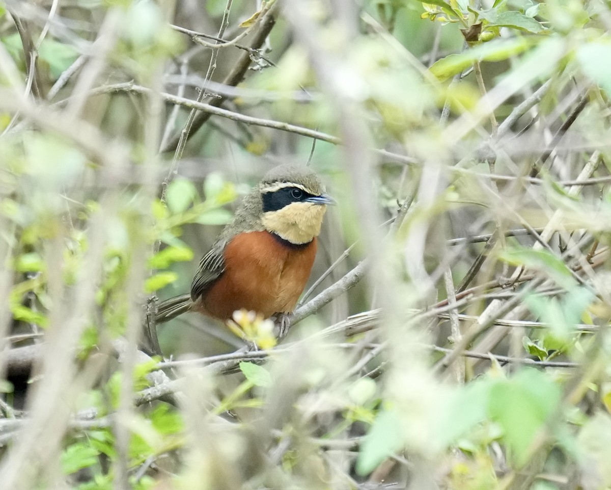 Zeytin Tepeli Hilalgerdan - ML644760338