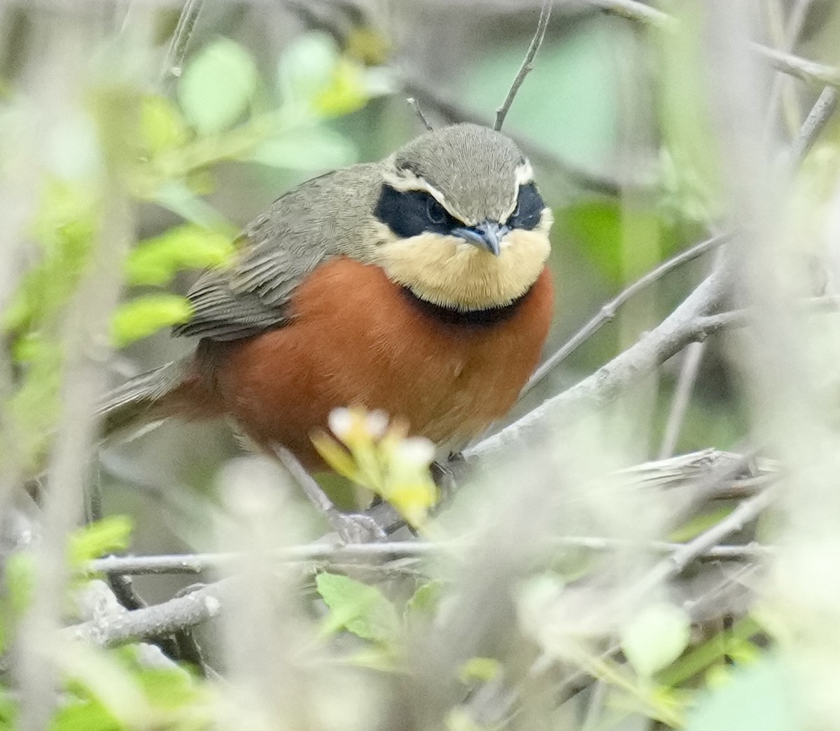 Zeytin Tepeli Hilalgerdan - ML644760339