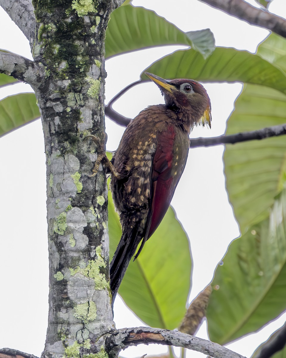 Crimson-winged Woodpecker - ML644760340