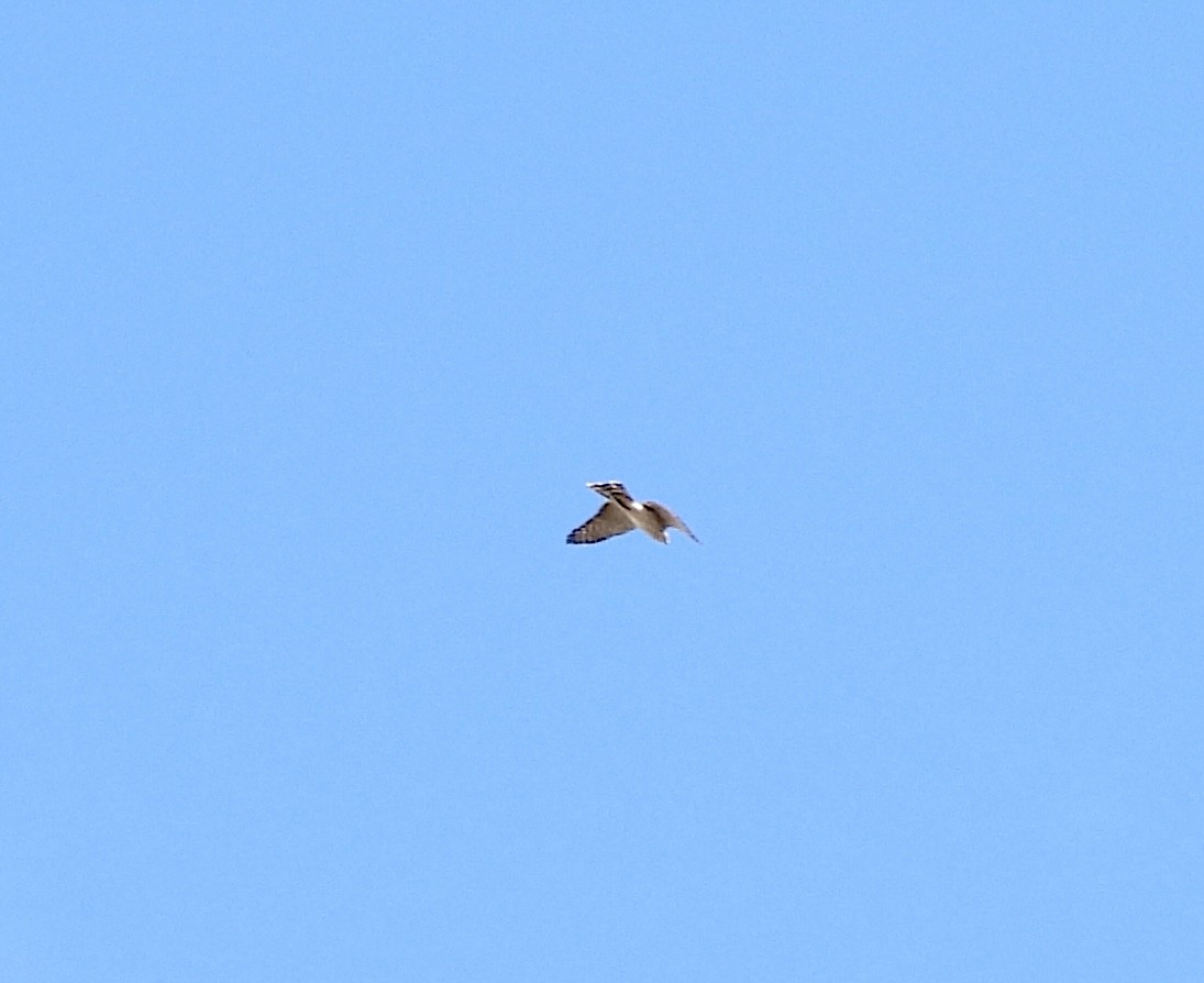 Sharp-shinned Hawk - ML644760341