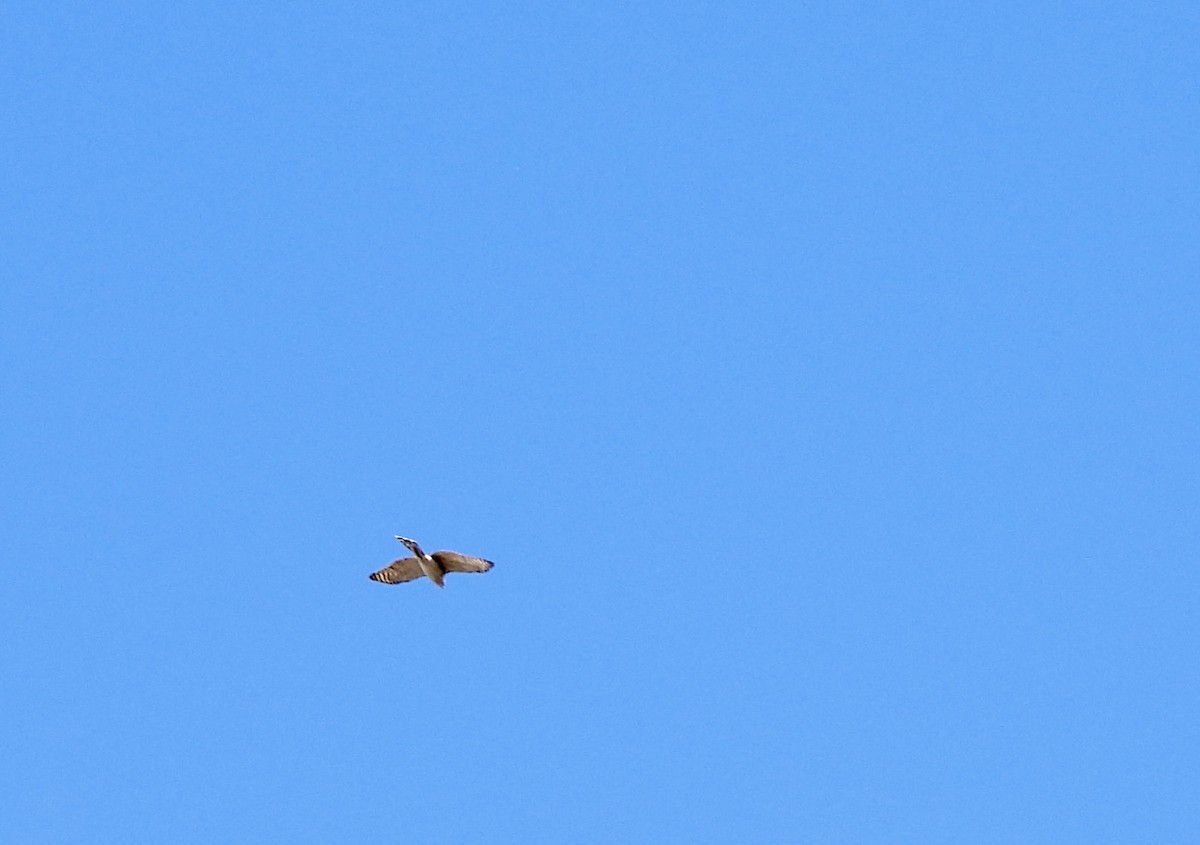 Sharp-shinned Hawk - ML644760342