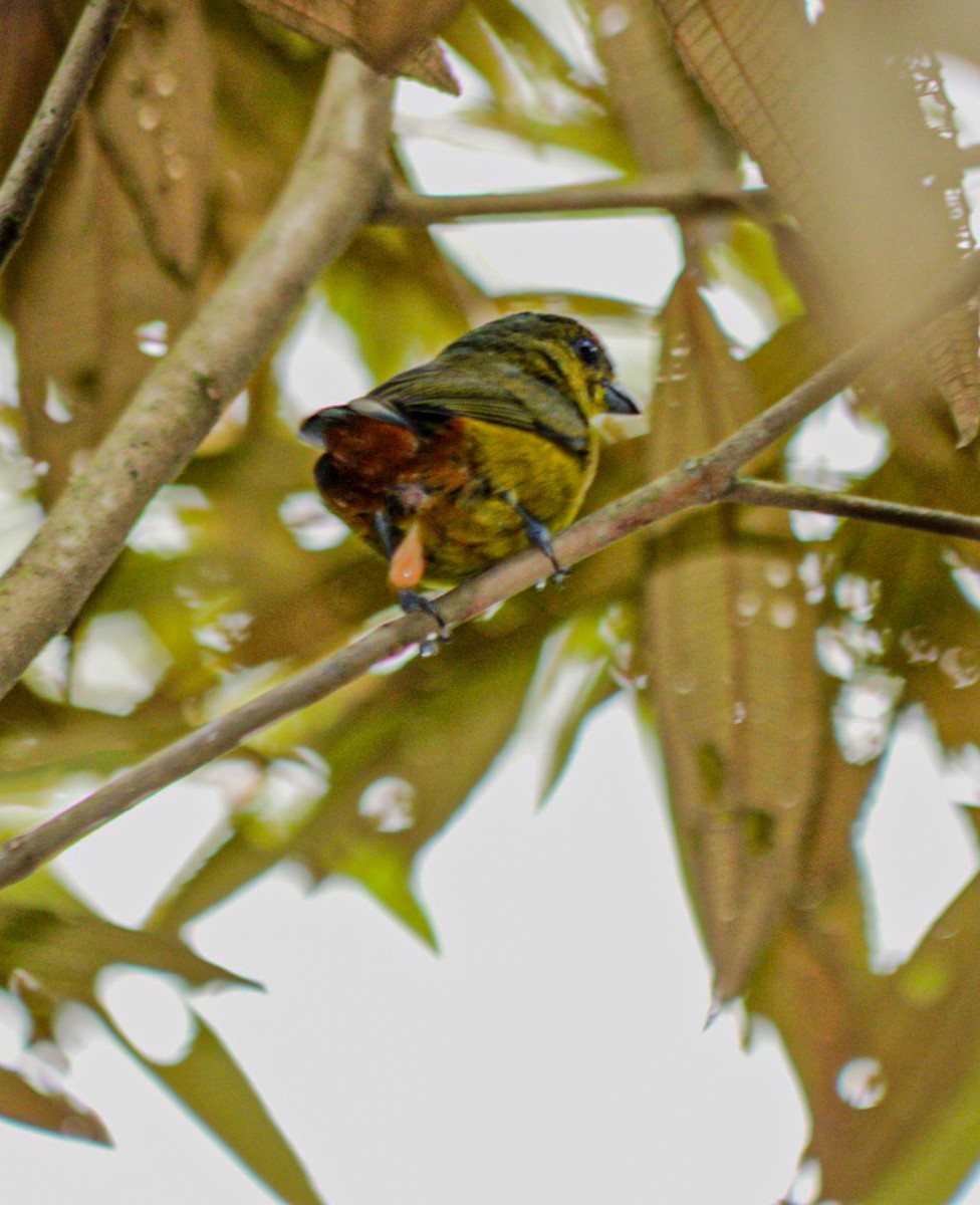 libohlásek Gouldův - ML644760345