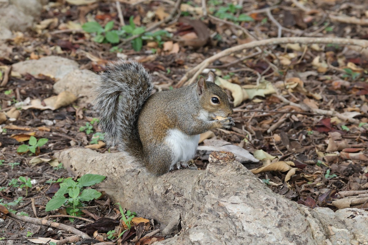Squirrels - ML644760348