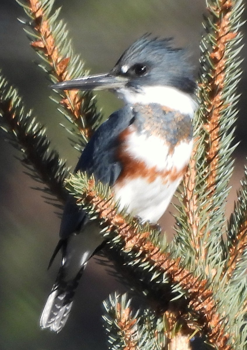 Belted Kingfisher - ML644760351