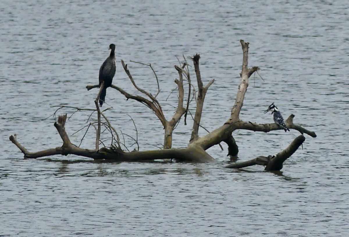 langstjertskarv - ML644760363