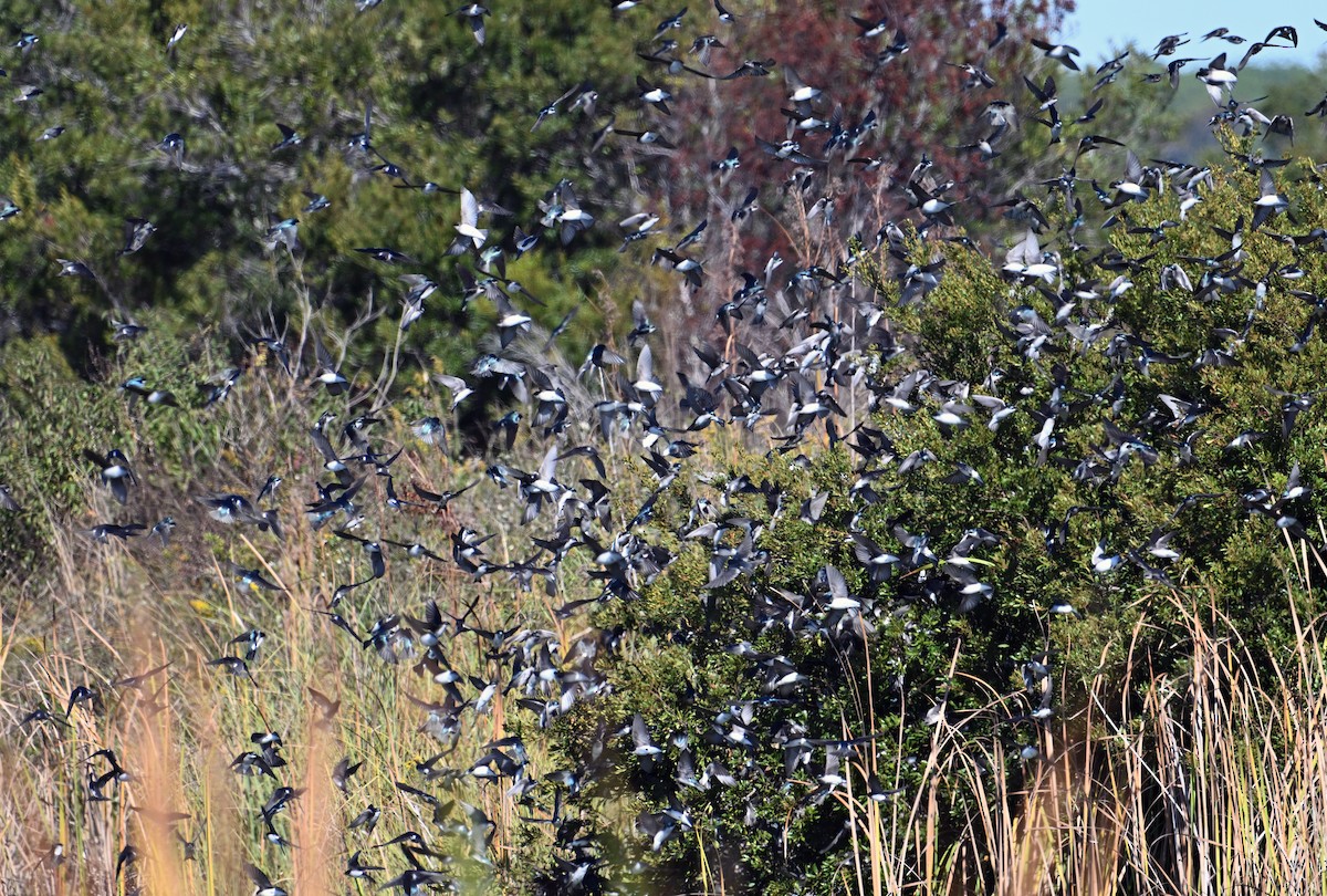 Tree Swallow - ML644760364