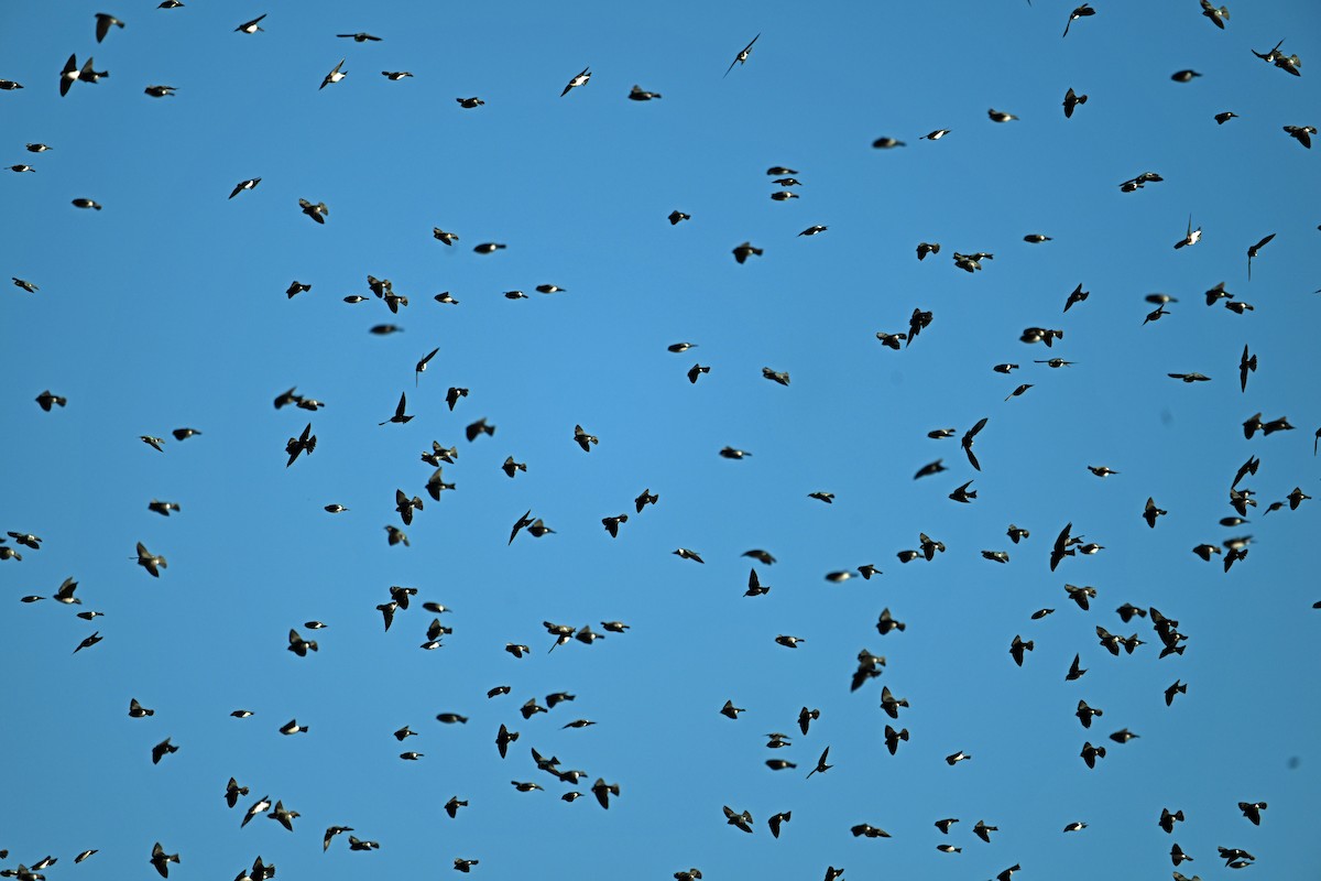 Tree Swallow - ML644760365