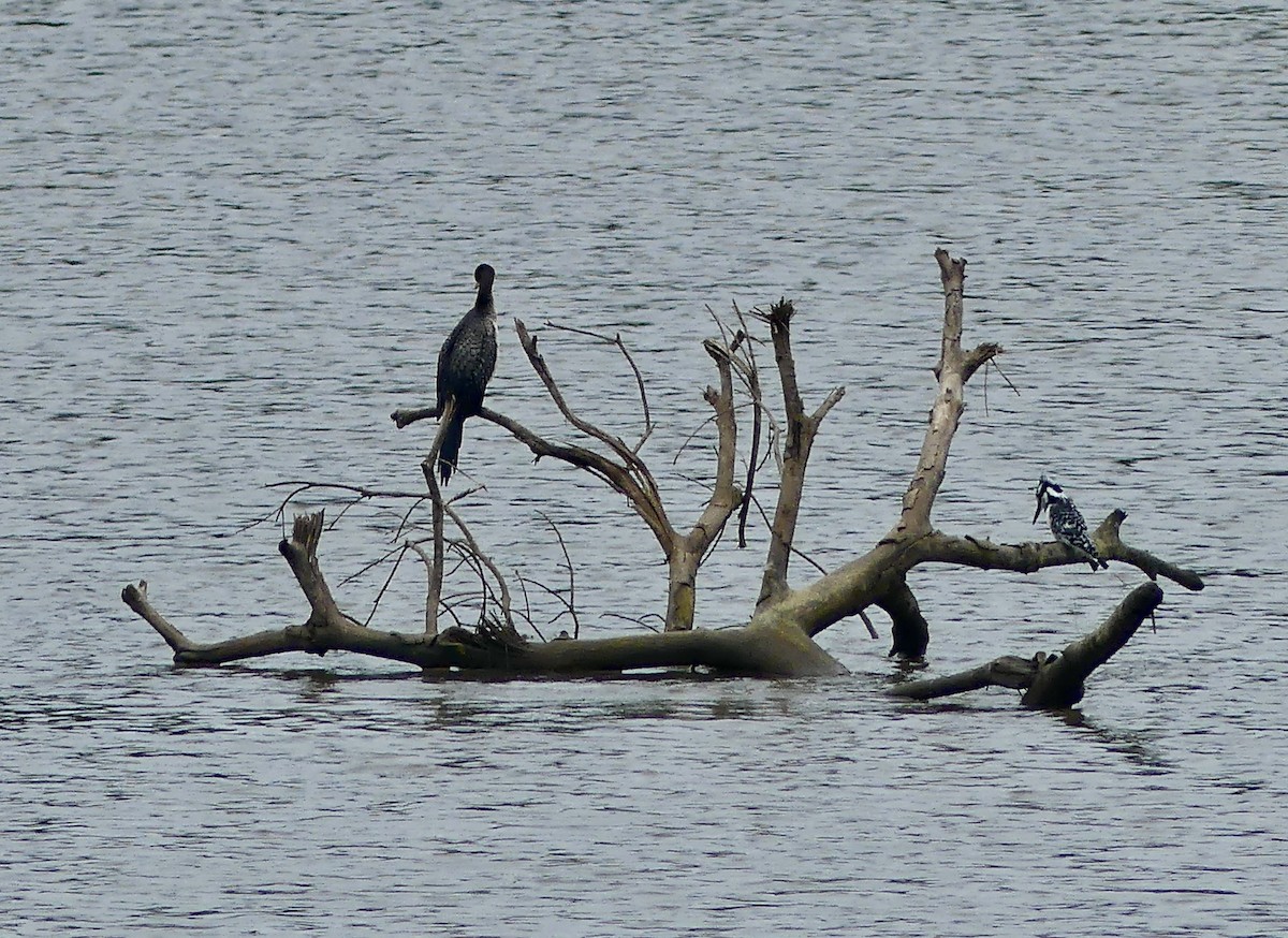 langstjertskarv - ML644760366