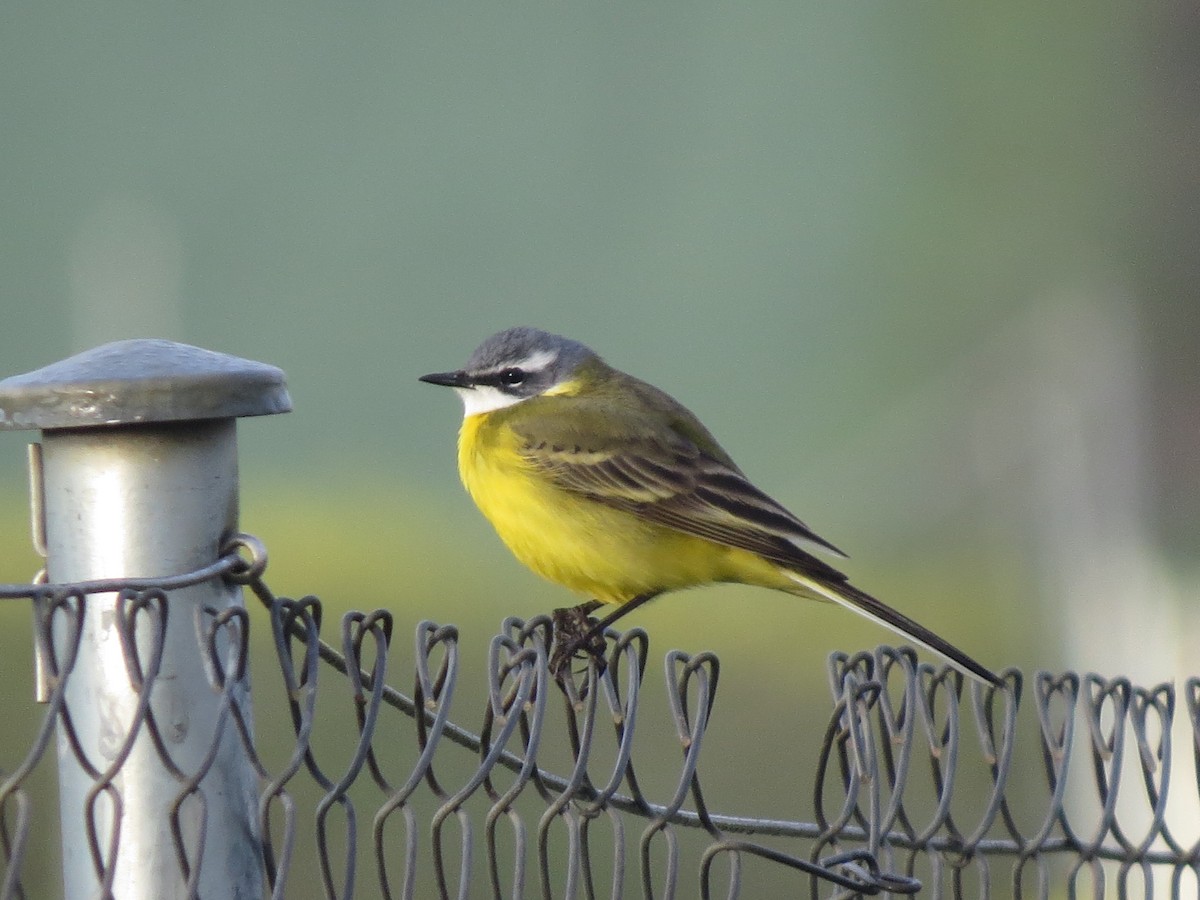 Western Yellow Wagtail (iberiae) - ML644760377