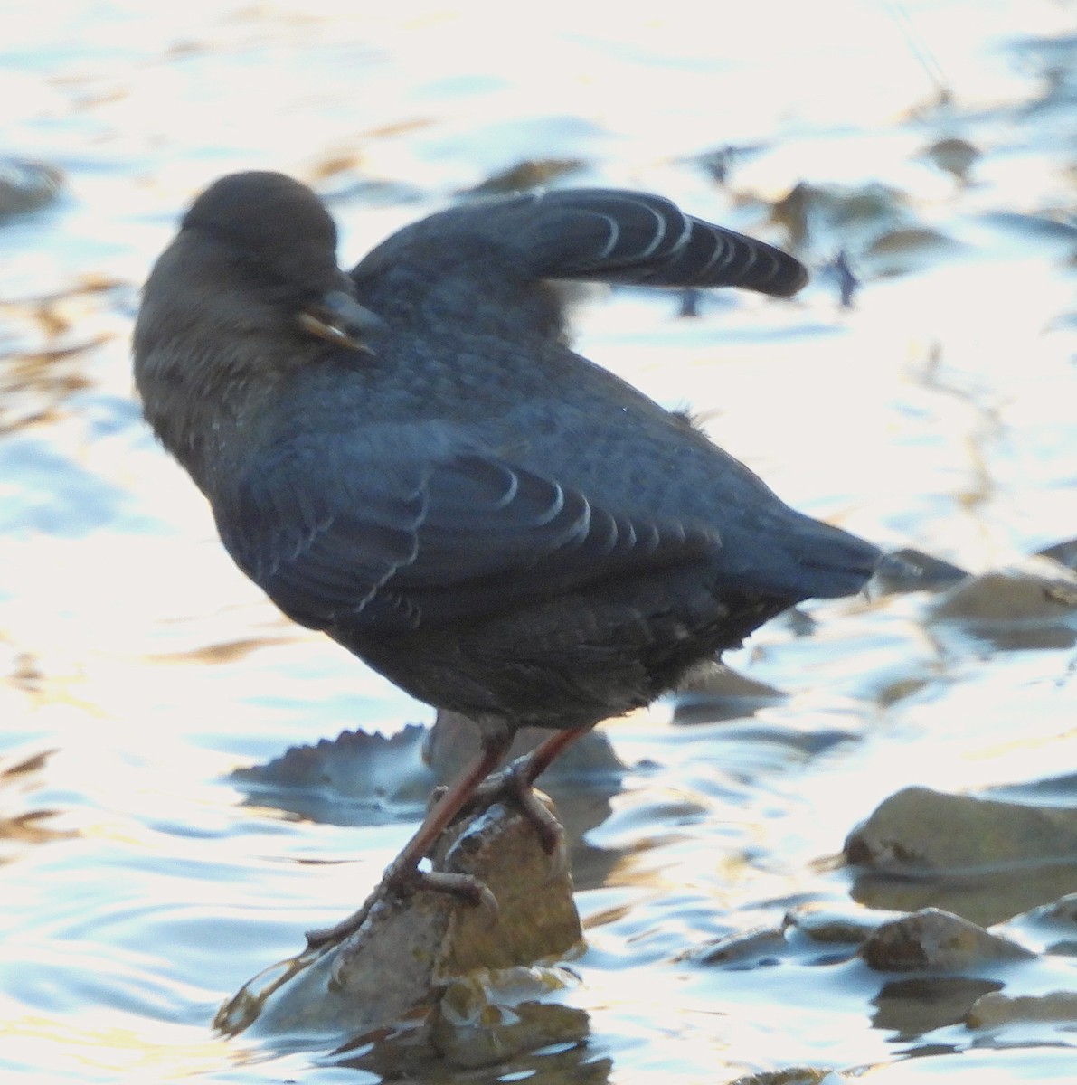 American Dipper - ML644760381