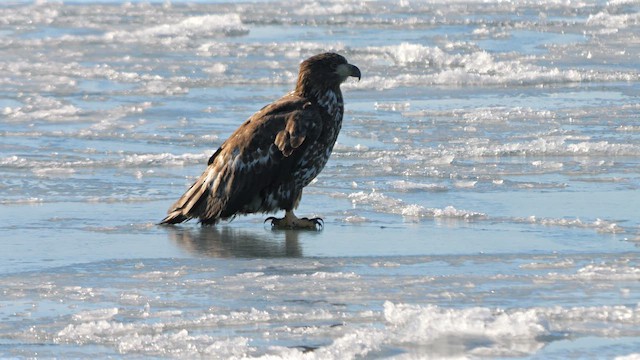 White-tailed Eagle - ML644760408