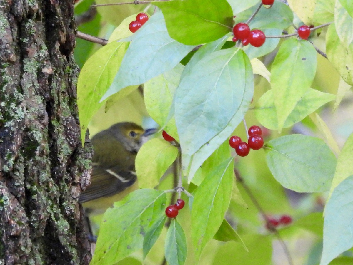 Weißaugenvireo - ML644760410