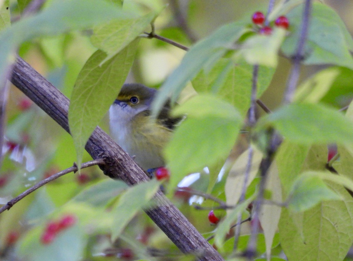 Weißaugenvireo - ML644760412