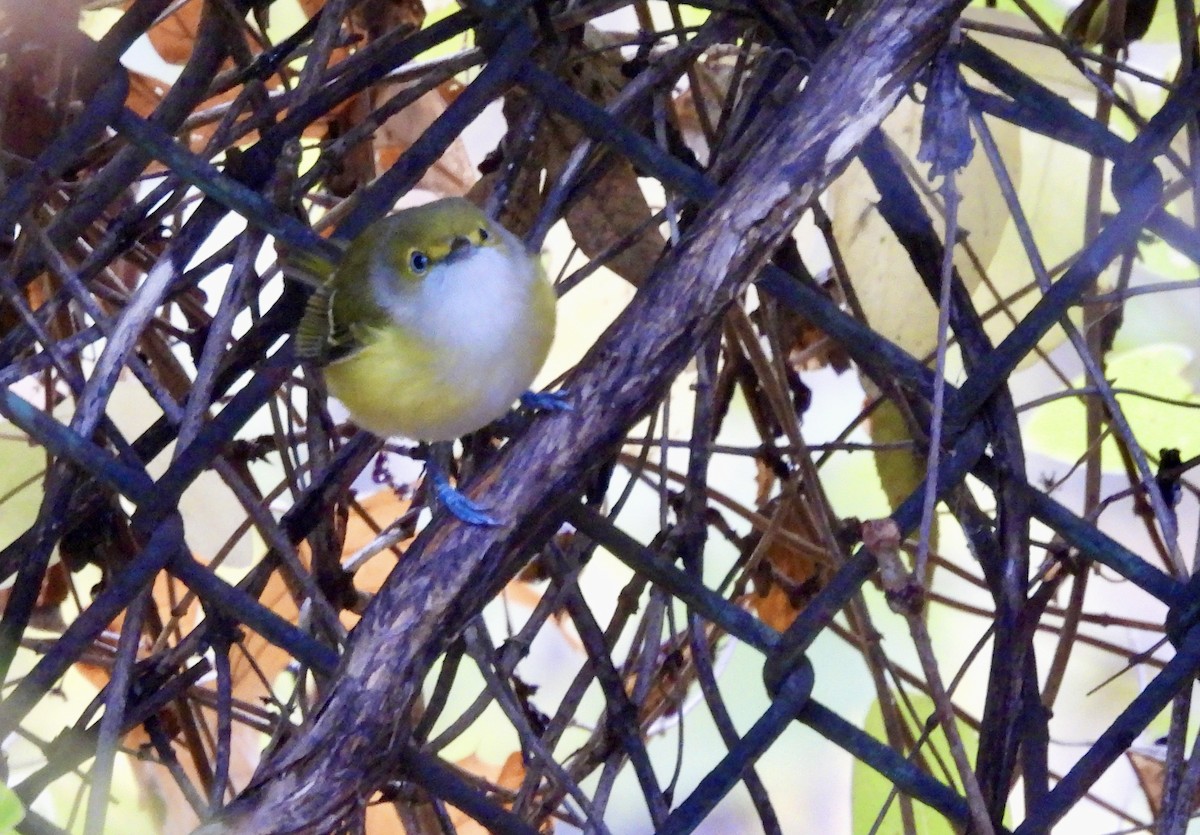 Weißaugenvireo - ML644760413