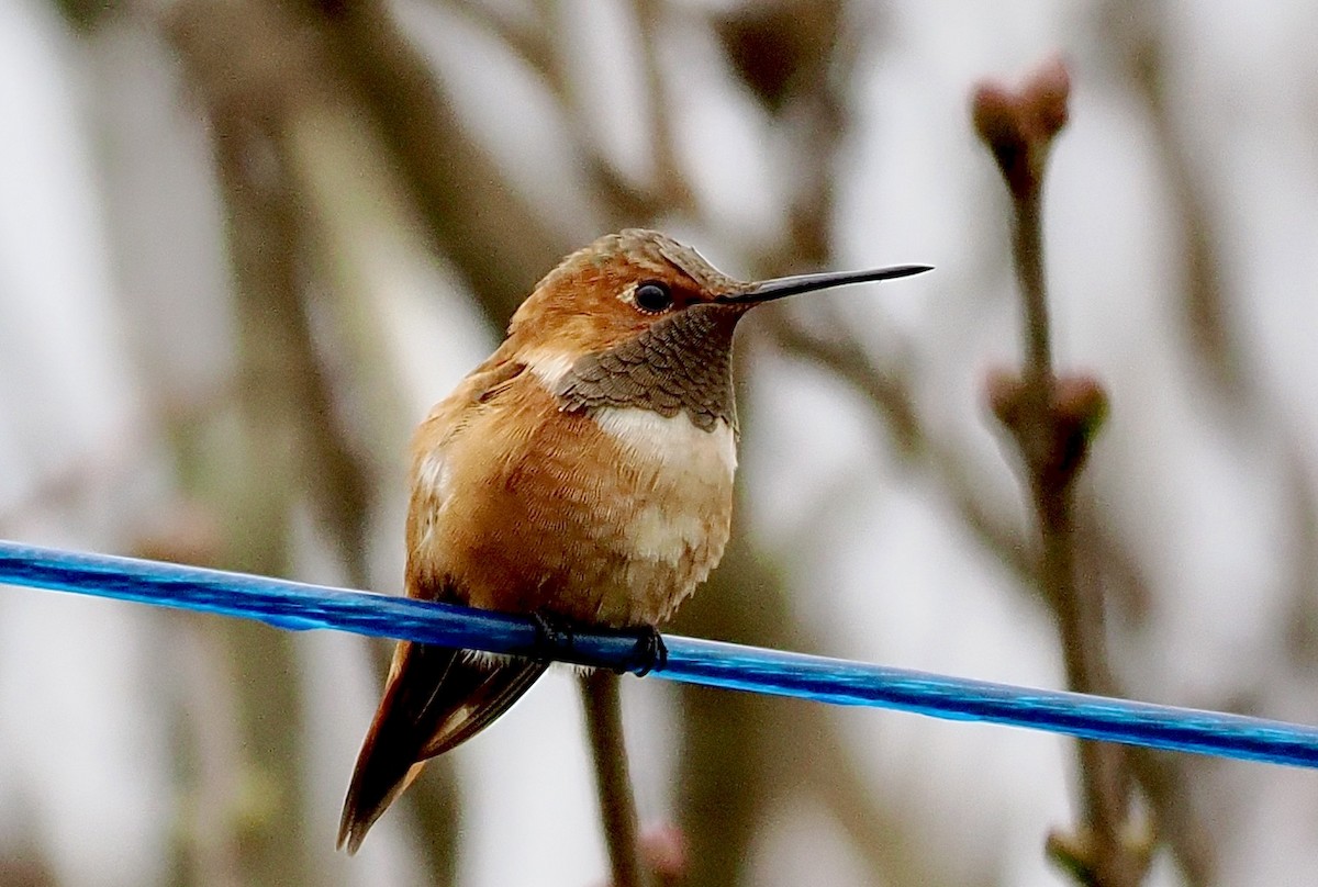 Rufous Hummingbird - ML644760435