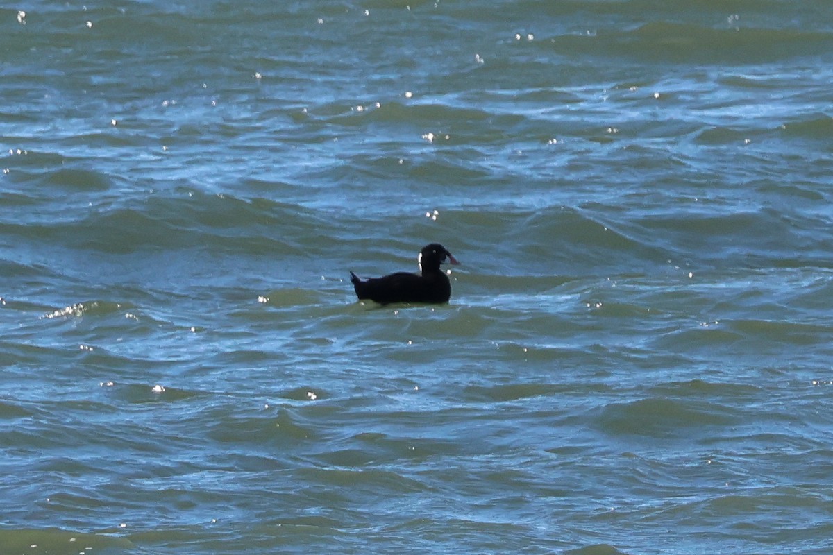 Surf Scoter - ML644760458