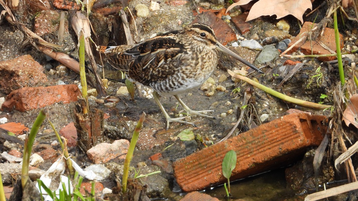 Agachadiza Común - ML644760463