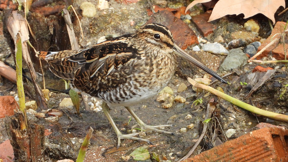 Agachadiza Común - ML644760465