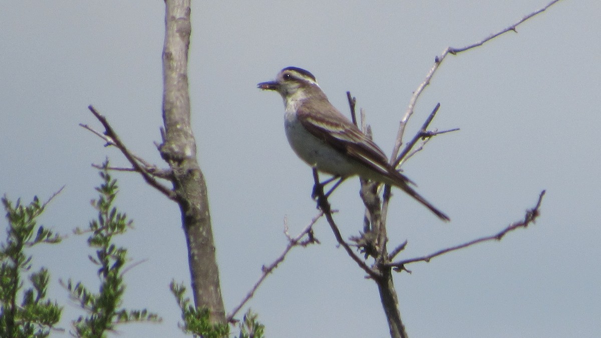 Black-crowned Monjita - ML644760475