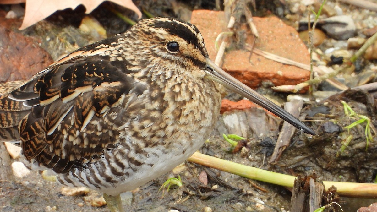 Agachadiza Común - ML644760476