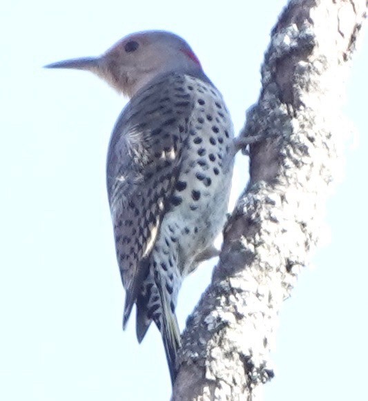Northern Flicker - ML644760480