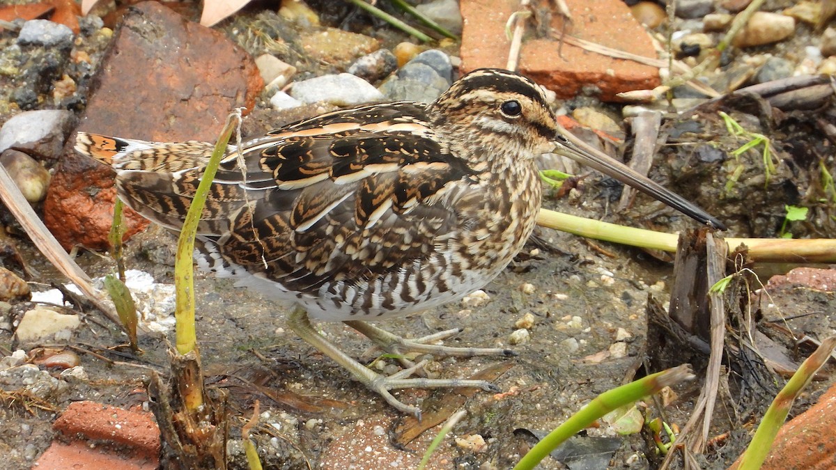 Agachadiza Común - ML644760481