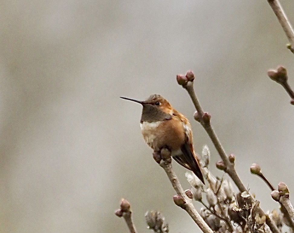Rufous Hummingbird - ML644760483