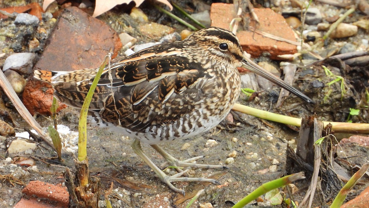 Agachadiza Común - ML644760490