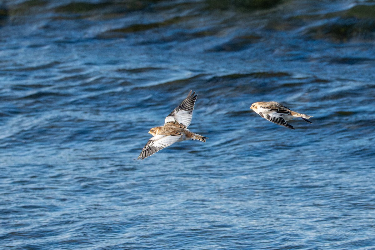Snow Bunting - ML644760491