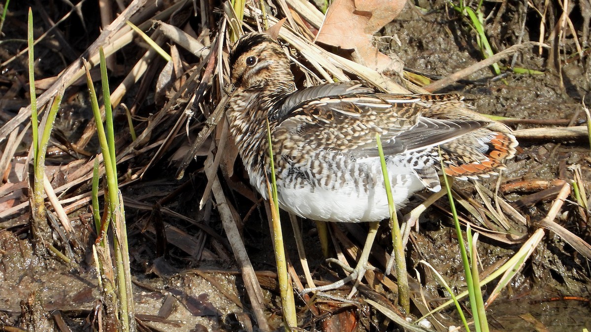 Agachadiza Común - ML644760492