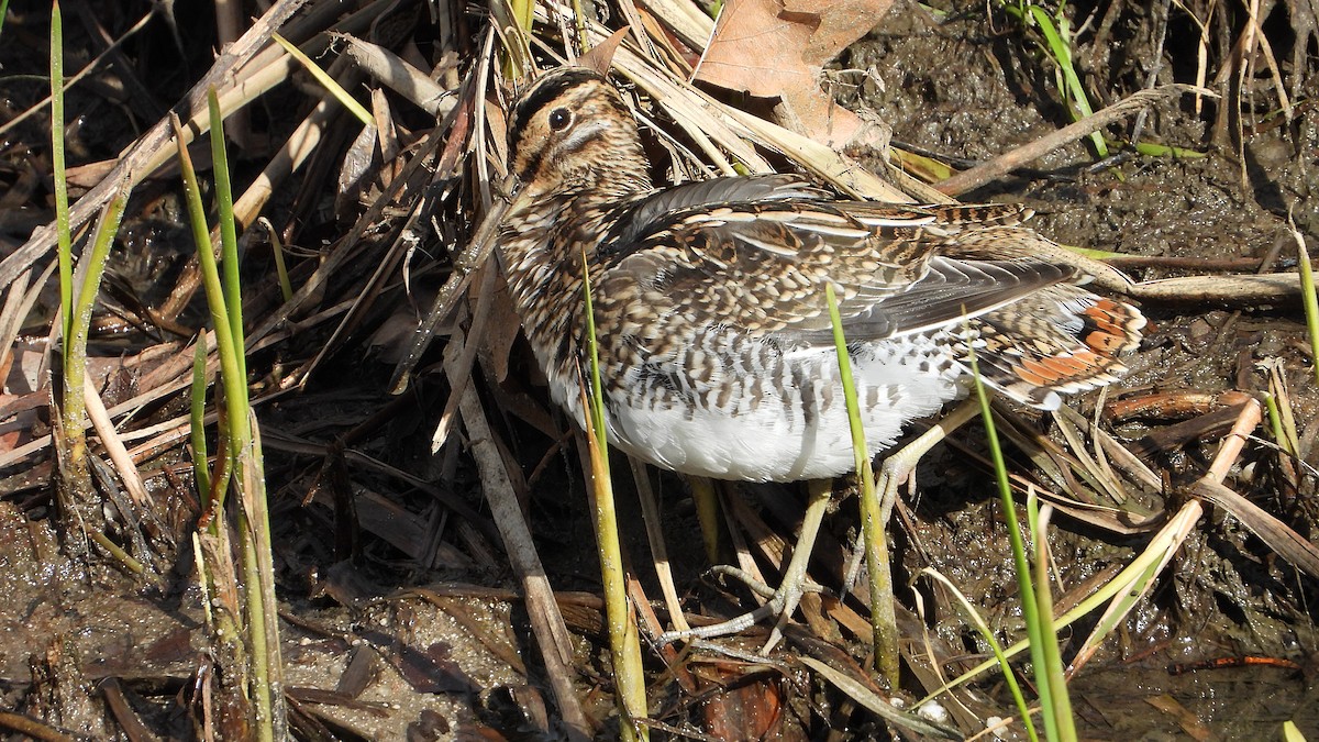 Agachadiza Común - ML644760499