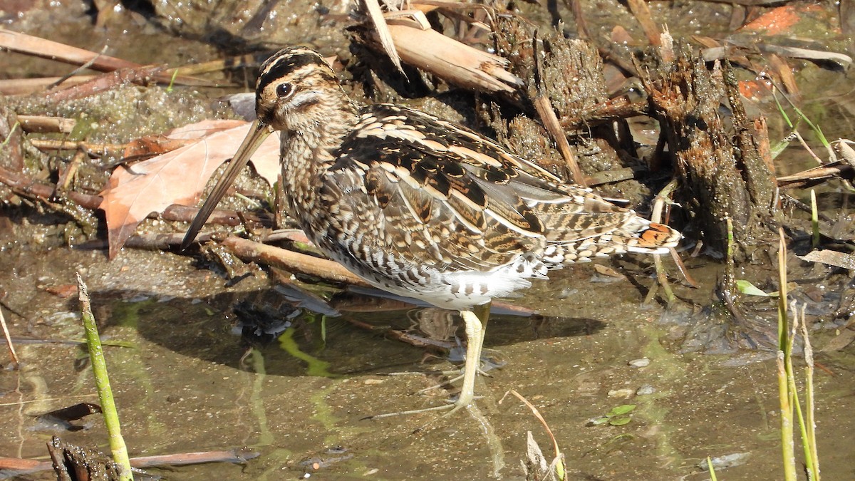 Agachadiza Común - ML644760501