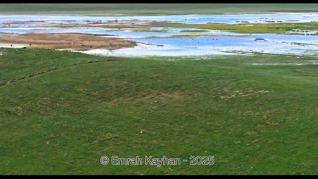 Common Crane - ML644760503