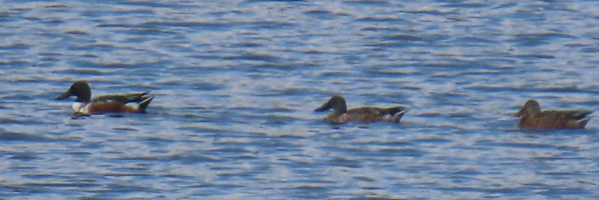 Canard souchet - ML644760507