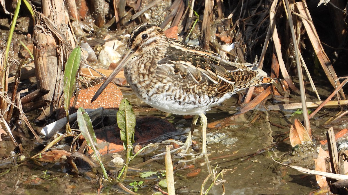 Agachadiza Común - ML644760508