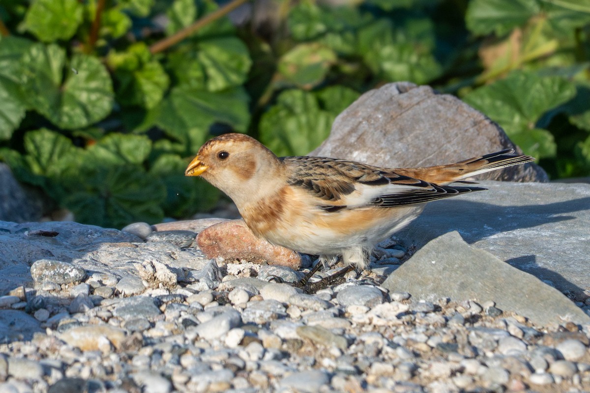 Snow Bunting - ML644760510
