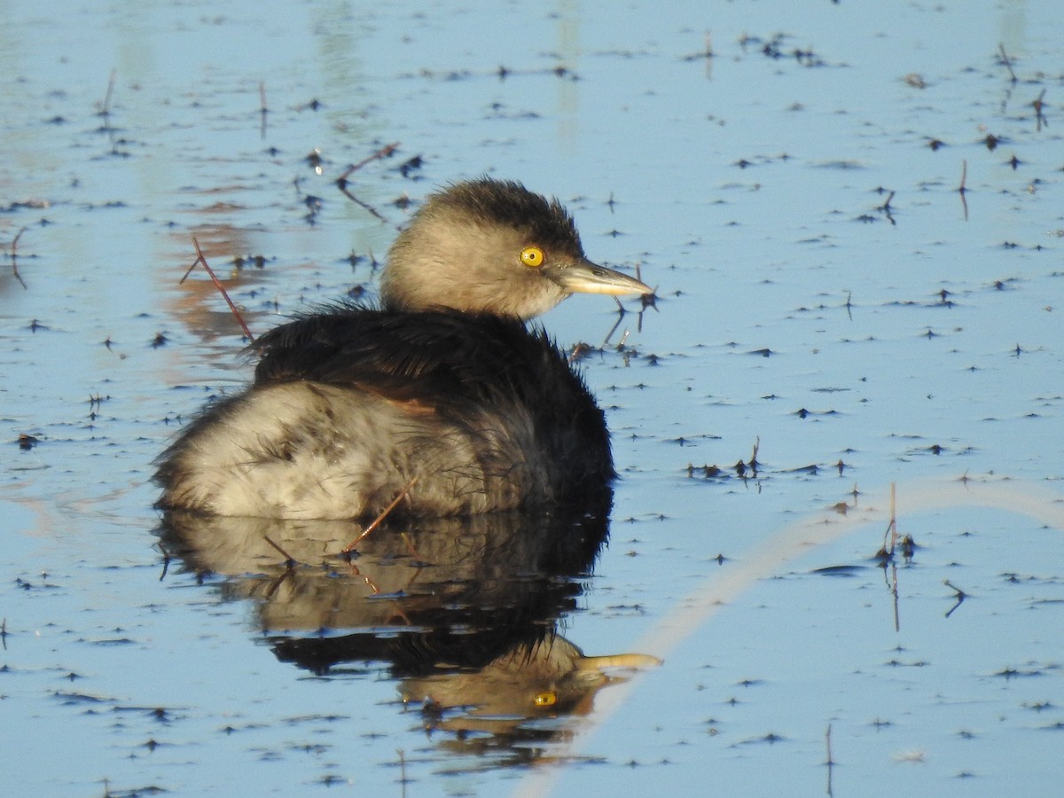 Least Grebe - ML644760513