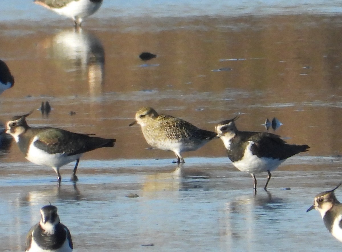 European Golden-Plover - ML644760532