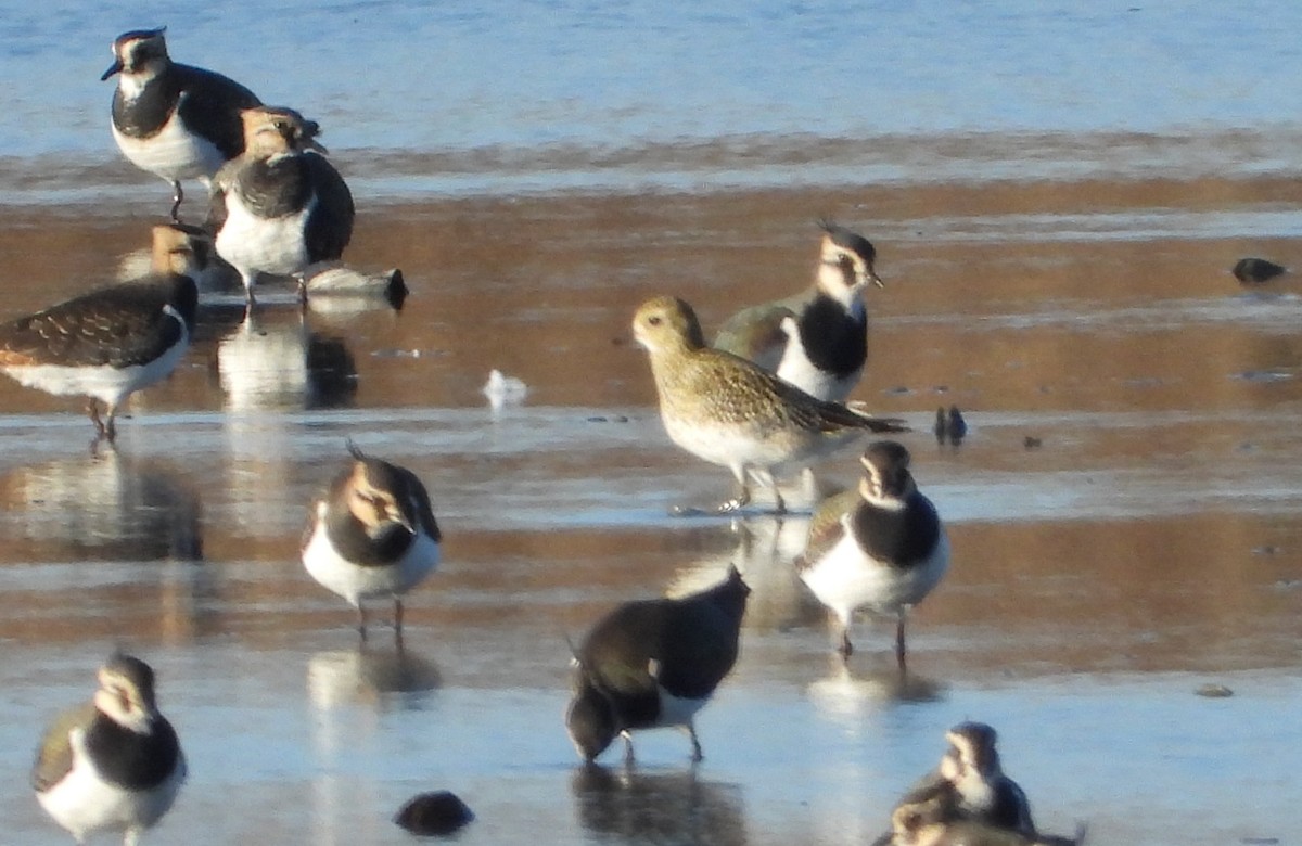 European Golden-Plover - ML644760533