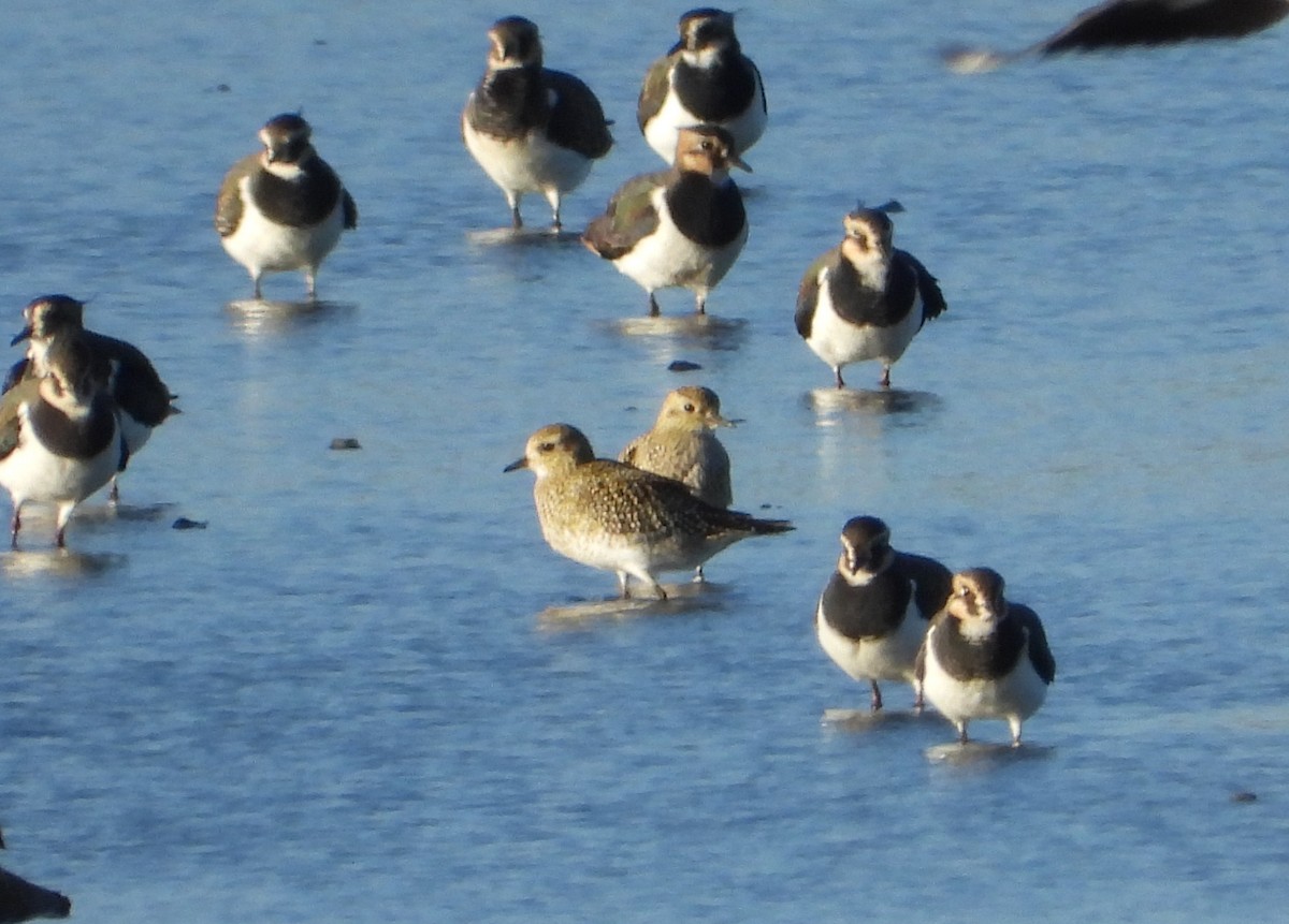 European Golden-Plover - ML644760534