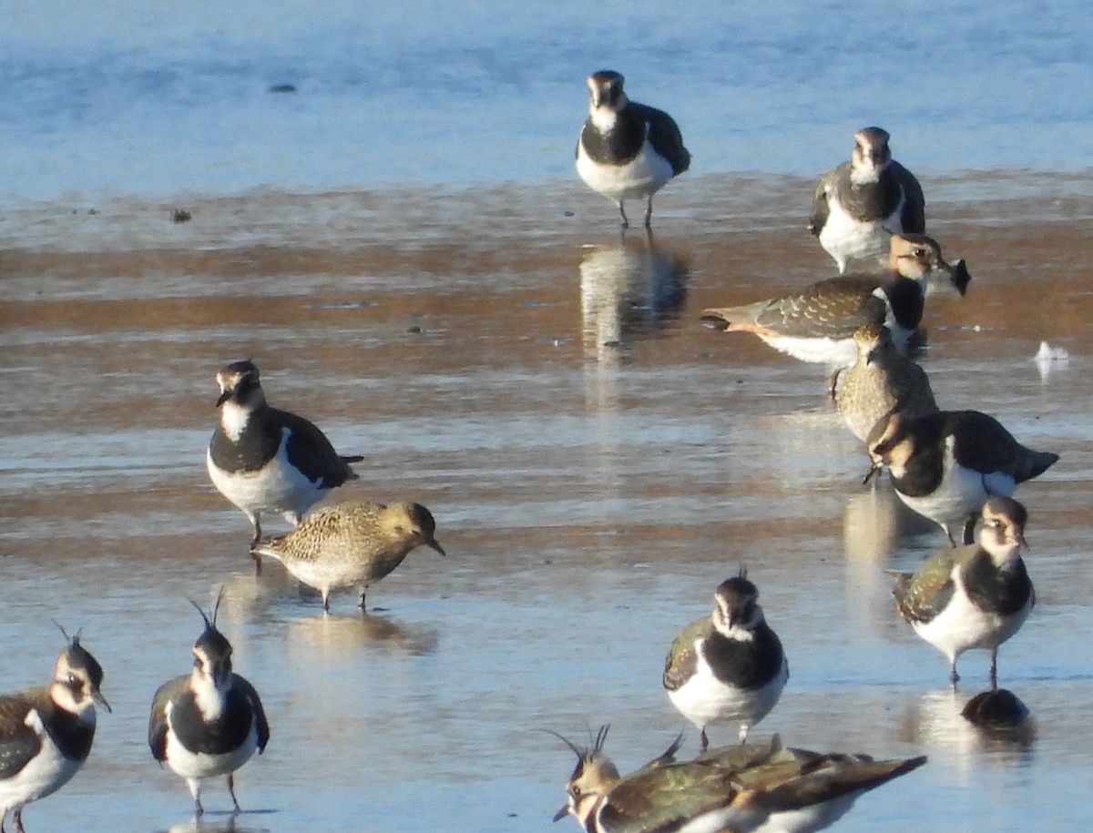 European Golden-Plover - ML644760535