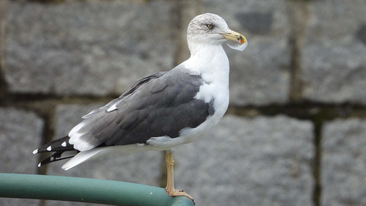 Kara Sırtlı Martı - ML644760543